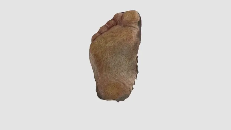 3D-Scan-Ergebnis: Fuß unter Belastung